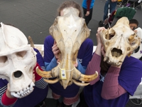 Examples of mammal skulls