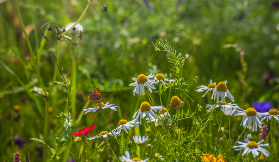 Wild flowers with a butterfly