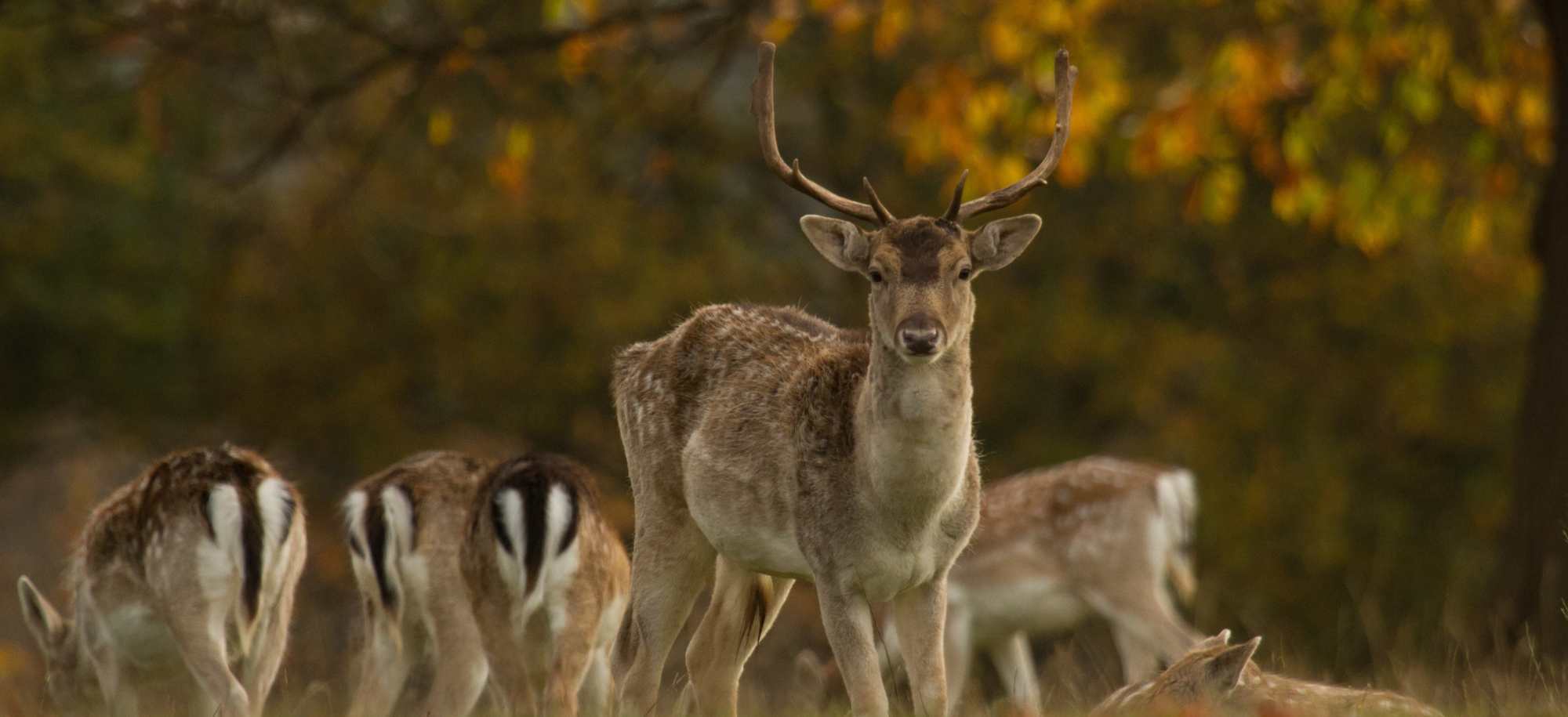 Fallow Deer looking directly at the camera with large antlers. Behind are other deer, grazing.