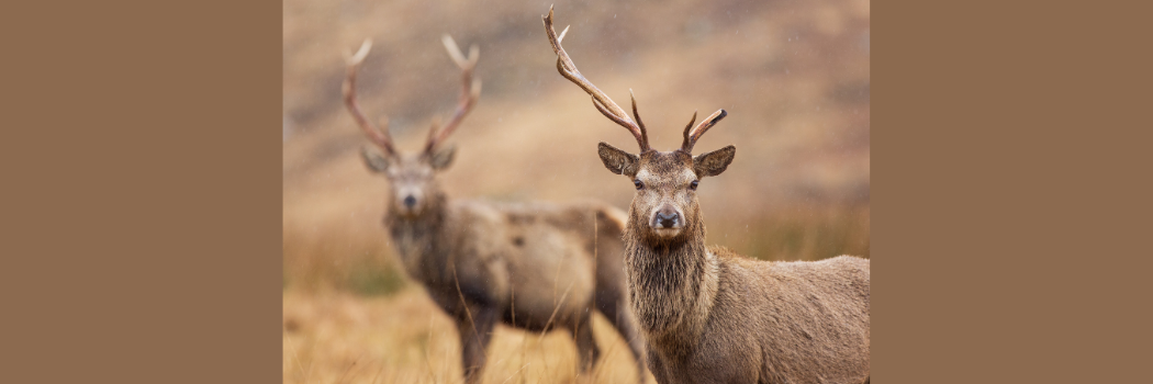 Two red deer
