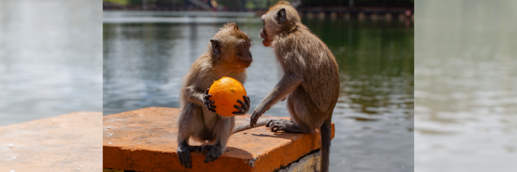 Two small brown monkeys sitting on a wall, one is holding a piece of fruit