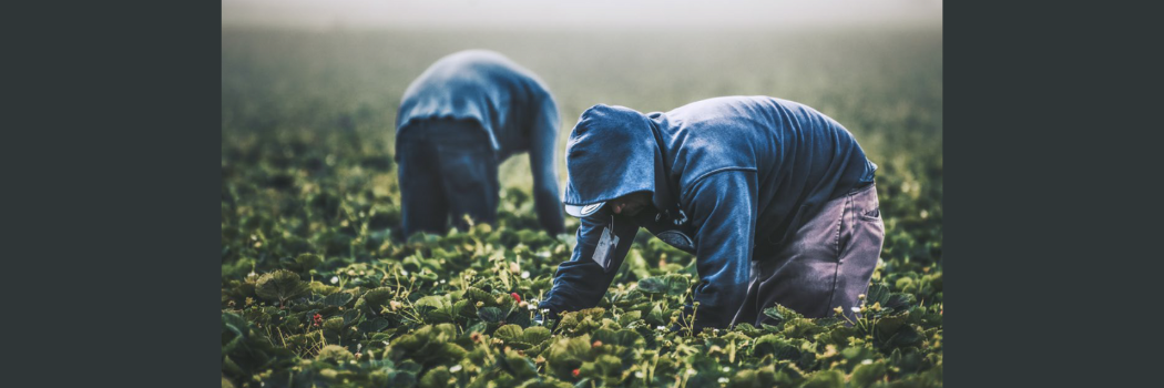 Migrant workers working in the farm