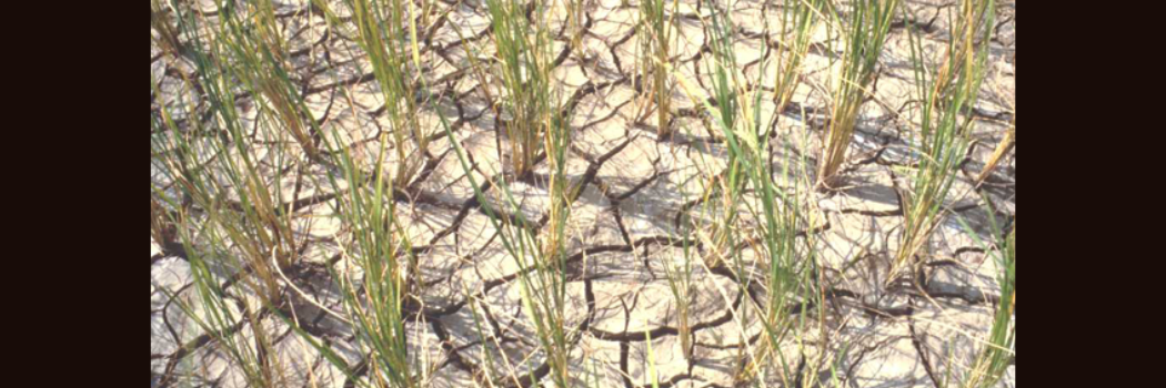 Drought affected rice plants