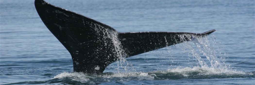 Grey whale by NOAA and Dr. Steven Swartz