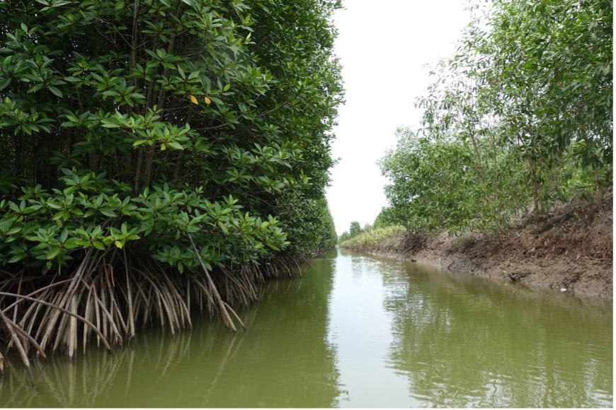 mangrove shrimp farm