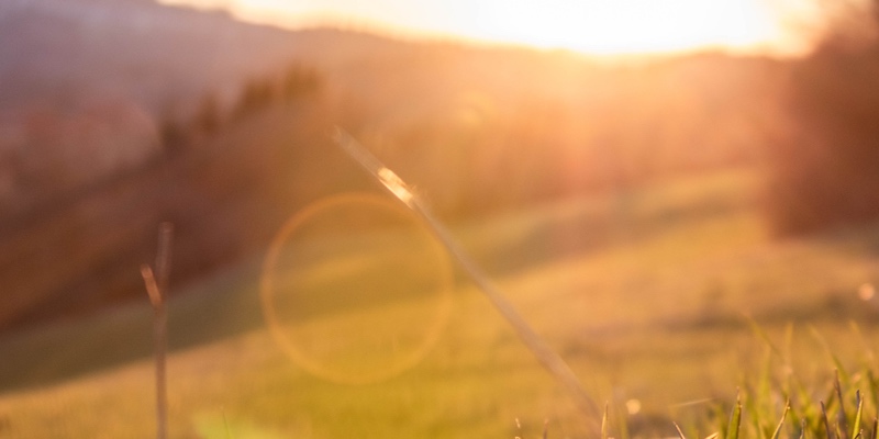 A picture of grass with early morning sunrise.