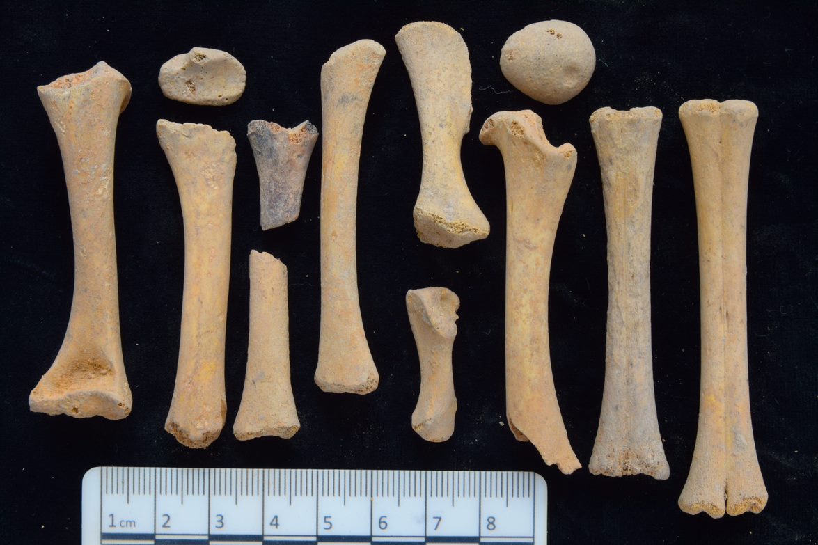 Selection of lamb bones laid out on a black background with a scale bar