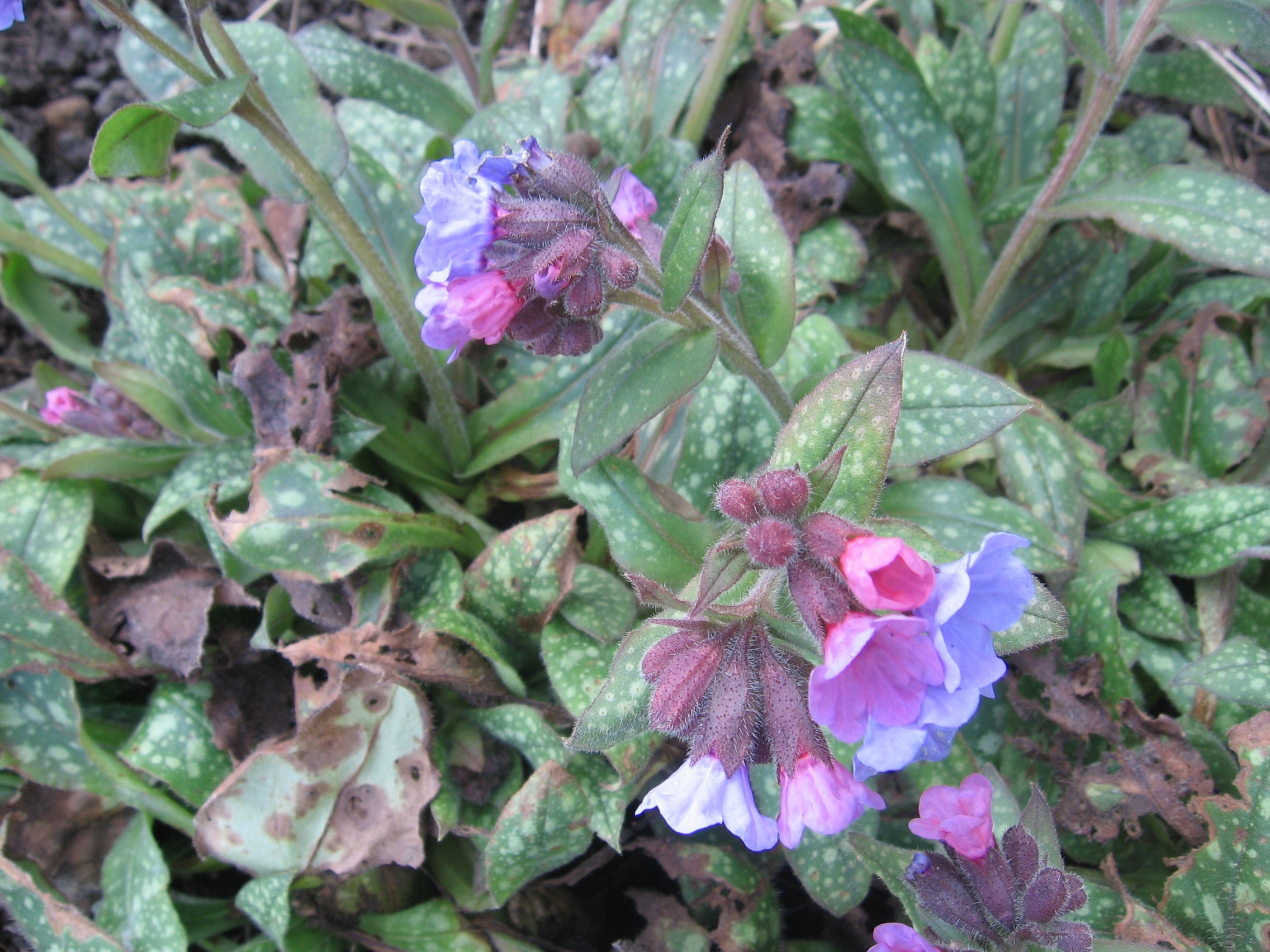 Photograph of the plant Lungwort in flower