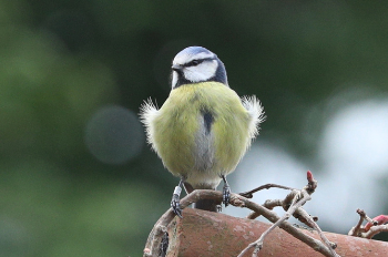 Bird on a branch