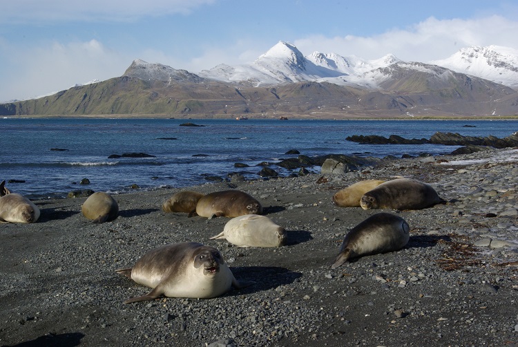 South Georgia