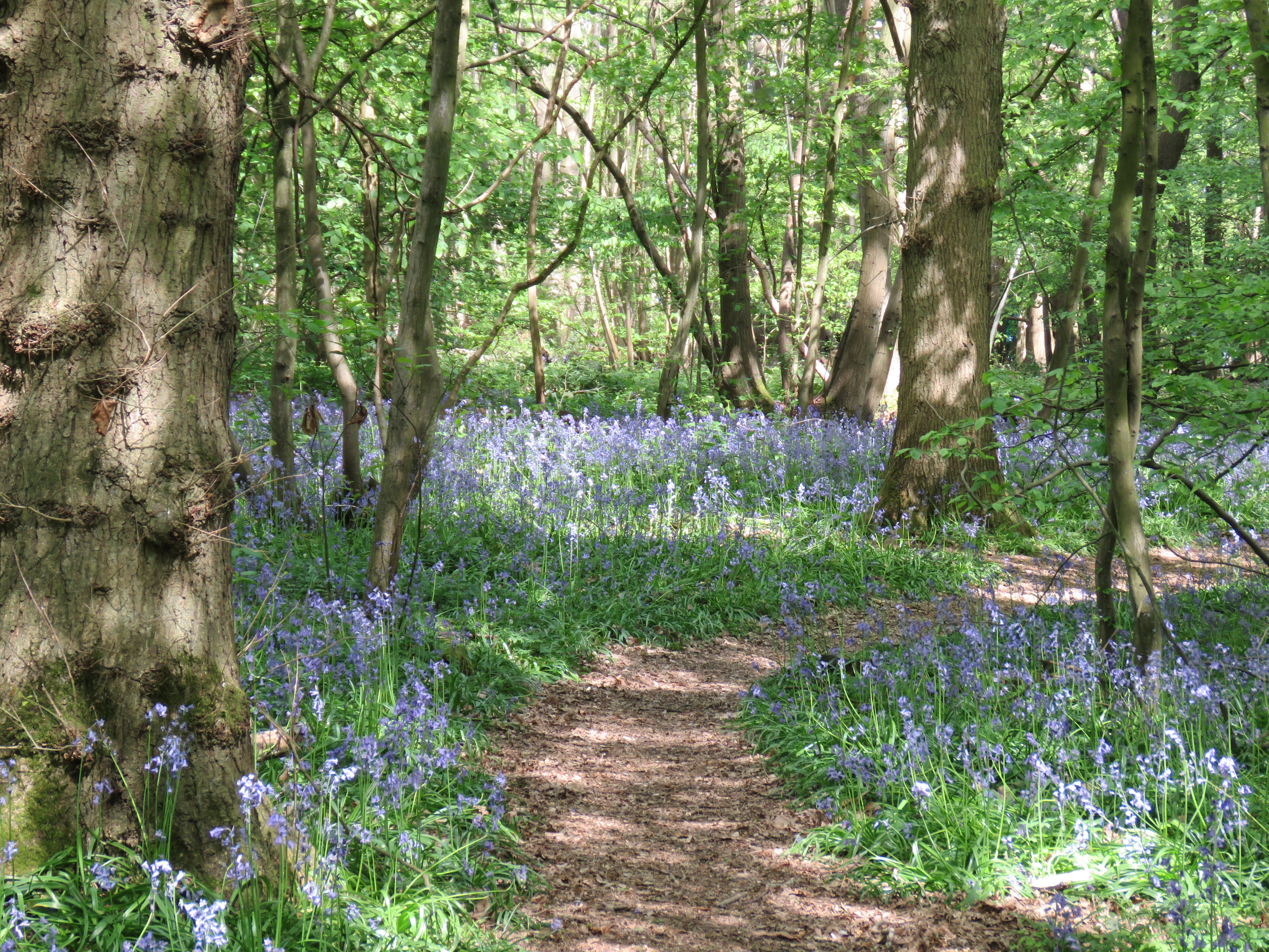 A photograph of bluebells growing in a wood.