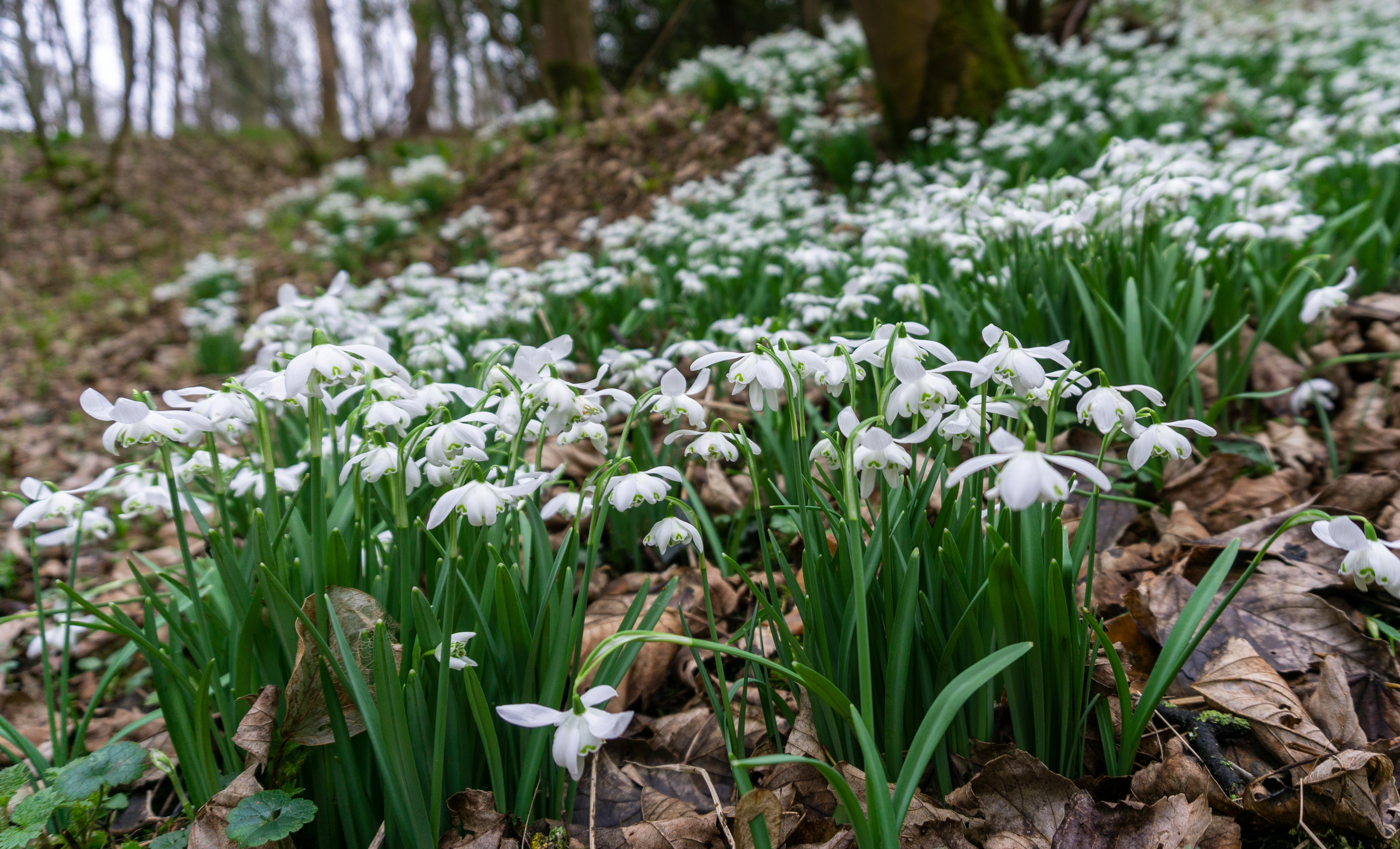 White snowdrop flowers growing