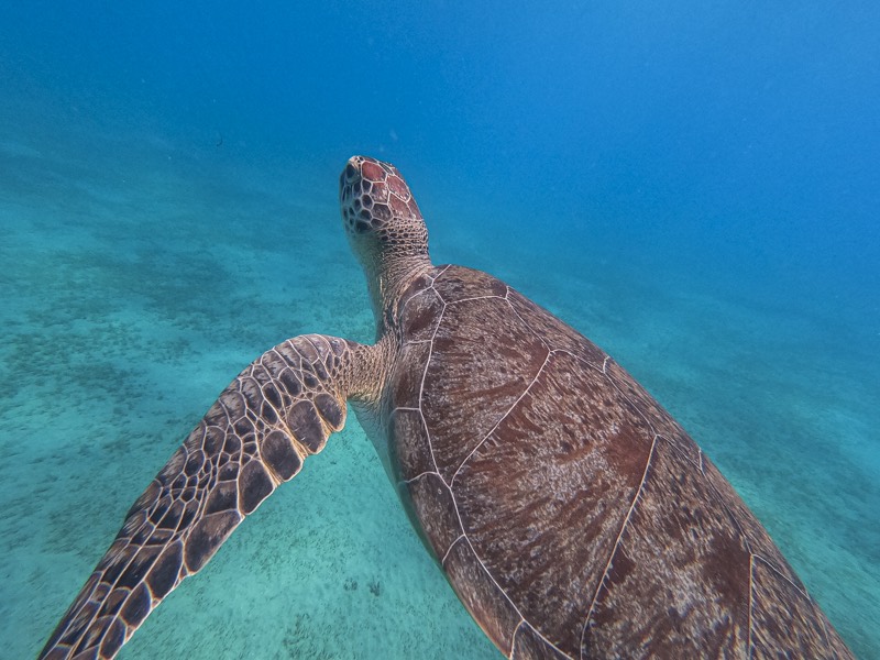 A green turtle