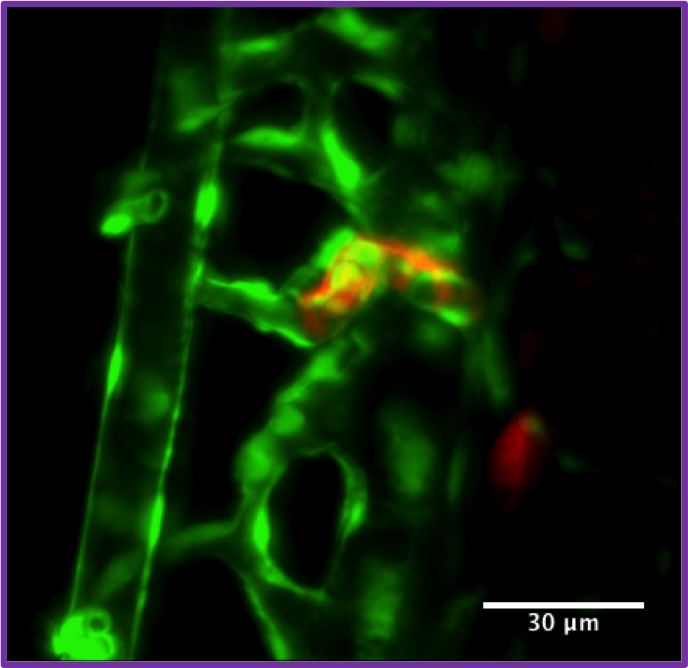 SPIM image of a Zebrafish developing kidney (red) with developing vasculature in green