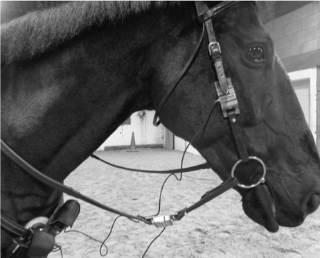 Horse wearing bridle modified to include the students’ load cell system