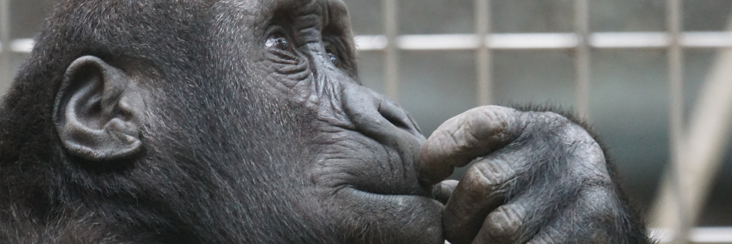 An ape scratching its nose