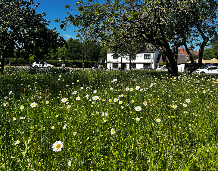 Bill Bryson wildflower meadow