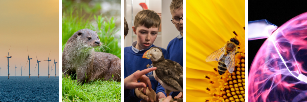 A series of images including an otter, bee and sunflower, children interacting with a puffin, wind turbine, and helium