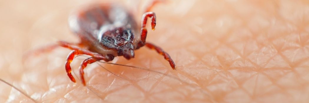 A tick on human skin