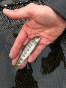 a juvenile salmon from Skibotn