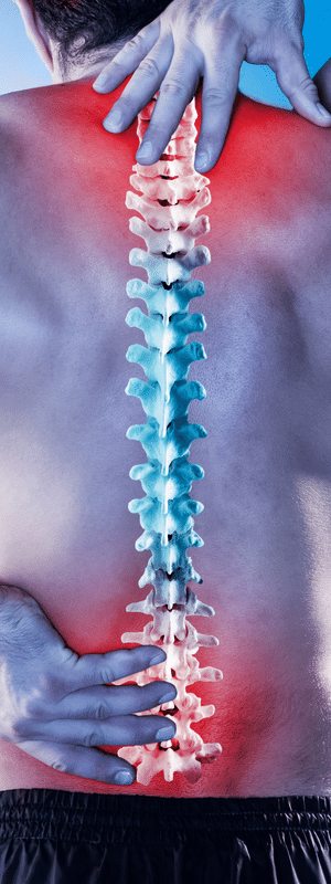 Digital image of a spine on a human body with hands top and bottom