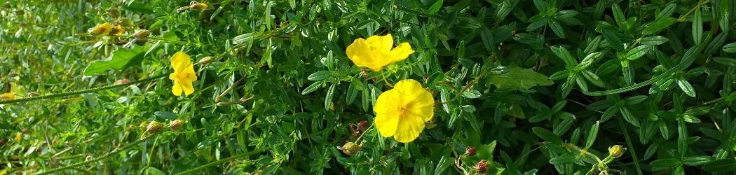 Common Rock-rose (Helianthemum nummularium). Photo Credit to Dave Mitchel.